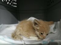 37373418_2121419694597242_6587132887370301440_o