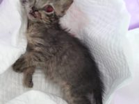 37388104_2123577791048099_6442173755400650752_n