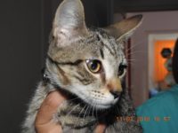 37395338_2121512244587987_5454805274206404608_o