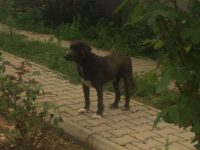 37425869_2123815051024373_1689572432676913152_n