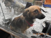 40371577_2204542332951644_1992576989520723968_o