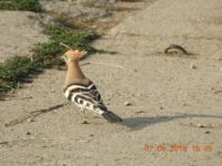 41320066_2223628277709716_5117284955717632000_n