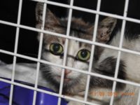 41502773_2228767190529158_8457462566342361088_o