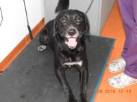 42622680_2254770227928854_2633224550594117632_o