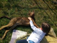 43601460_2279609678778242_6564246187765923840_o