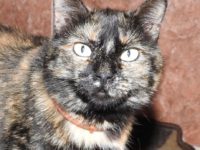 43263150_2271751659564044_4417948131128246272_o