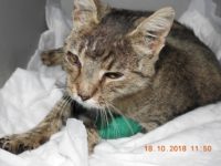 44316692_2296595747079635_3939892527049474048_n