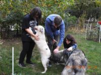 44366916_2294583660614177_5606991839702810624_n