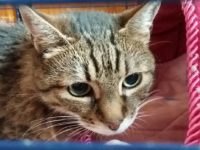 44379402_2294381367301073_681943482645872640_n