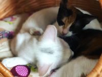 44522818_2300382093367667_1815250580281491456_n