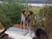 44794769_2302184723187404_4338908930311716864_n