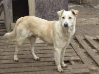 44886013_2309587685780441_5535279041344438272_o