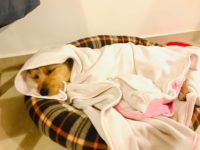 45493684_2332705073468702_9054670368622510080_o