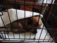 45516003_2327464787326064_6067836972955598848_o