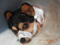 45713018_2335098386562704_5024629471622201344_o