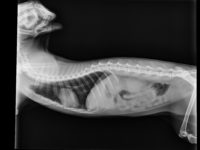 46514195_2369510179788191_8434724365232242688_o