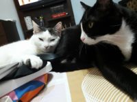 46847821_2369483146457561_5724694202973945856_o