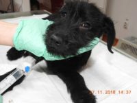 47285560_2377103642362178_126145165168476160_o