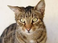 49324197_2480506302021911_3745728621944242176_n