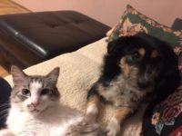 49525750_2442518649154010_89462506623336448_n