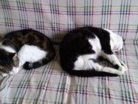 49852095_2460636390675569_7192698129072783360_o