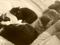 49895772_2438117312927477_6993776989341483008_o