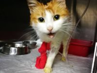 50546937_2487016371370904_9160739215971975168_n