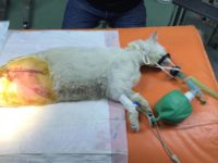 50636724_2481210258618182_3295115350626009088_o