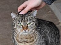 50682860_2490571634348711_3233653080130060288_n