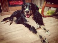 50739461_2483225131750028_2745711264494780416_o