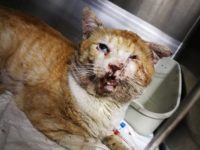 50938191_2501914179881123_6551224418155102208_n