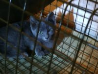 51114374_420643505337561_7812704811761008640_n