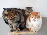 53330498_2580358328703374_4698605303116070912_o