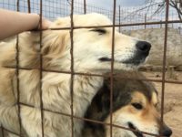 54514811_2610307135708493_1478811567054127104_n