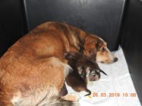 54770940_2616406175098589_1059497693811834880_o