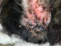 55892350_2631811853558021_312517802030268416_n