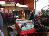 56775723_2654968217909051_4823682666400317440_n