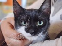 60282510_2725421557530383_8750786030677786624_n