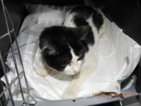 60852538_2750903148315557_1563946692263280640_o