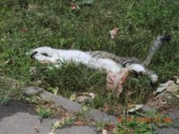 66656358_2883711231701414_5550703888107044864_o