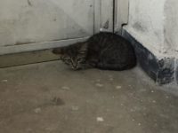 74620978_3287995434606323_7386996213251309568_o