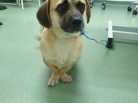 78306040_3294733150599218_5386127626156900352_o