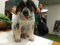 81416968_3349670571772142_5838618274924855296_o