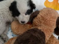 83254484_2652150731521155_3851370656918667264_o