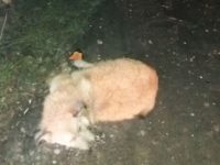 83291528_3457661267639738_7244252893564370944_o