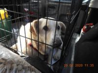 87831829_3555956607810203_4080720188243181568_o